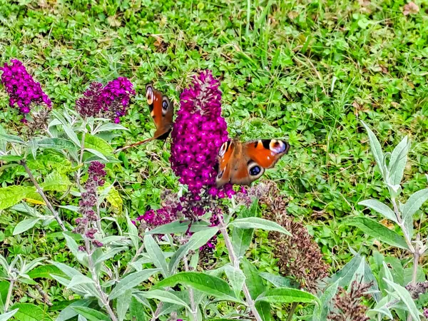 stock image butterfly peacock or Aglais io on the blossom of a schmetterling bush, Buddleja davidii. Czech. High quality photo