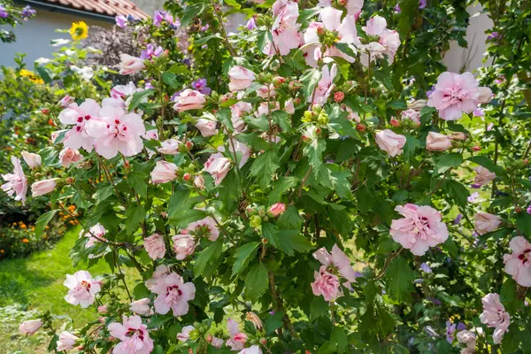 Hibiscus syriacus hibiscus 'un ahududu merkezli beyaz kızılötesi görüntüsü. Yüksek kalite fotoğraf