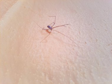 Longbodied cellar spider, daddy long-legs spider, Pholcus phalangioides feeding on a caught bluebottle fly Calliphora vicina, inside house, High quality photo clipart