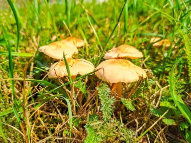 Yenilebilir mantarlar yeşil çimenlerde yetişir. Marasmius oreades. Yüksek kalite fotoğraf