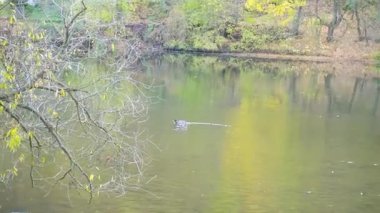 Bir vahşi ördek sürüsü sonbahar ormanında Berunka nehri boyunca yüzer. Ördekler. Vahşi doğa. Çek malı. Yüksek kaliteli FullHD görüntüler