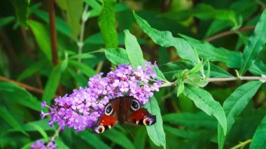 Kelebek tavus kuşu, çalı çırpı çiçeğinin üzerinde, Buda Daviddii. Çek. Yüksek kaliteli FullHD görüntüler