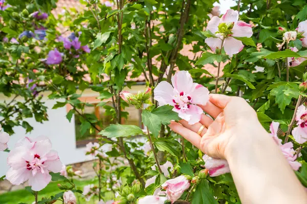 Hibiscus 'un beyaz kızılötesi görüntüsü kadının elinde, ahududu merkezli syriacus hibiscus. Yüksek kalite fotoğraf