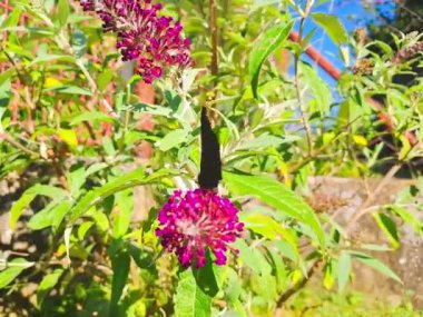 Kelebek tavus kuşu, çalı çırpı çiçeğinin üzerinde, Buda Daviddii. Çek. Yüksek kaliteli FullHD görüntüler