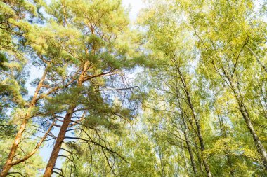 Doğa koruma alanının ilkel ormanlarındaki uzun ve yaşlı ağaçların alt manzarası. - Evet. Yüksek kalite fotoğraf