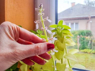 woman showing plant for indoor potting. Step by step potting of green leaves of the coleus plant, medicinal plants, phytotherapy. Hobby, gardening. Mental health.High quality photo clipart