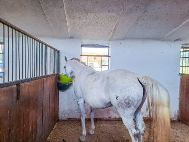 Beyaz bir at ahırda eğitildikten sonra tahıl yer. Çek malı. Yüksek kalite fotoğraf