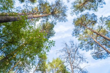 Doğa koruma alanının ilkel ormanlarındaki uzun ve yaşlı ağaçların alt manzarası. - Evet. Yüksek kalite fotoğraf