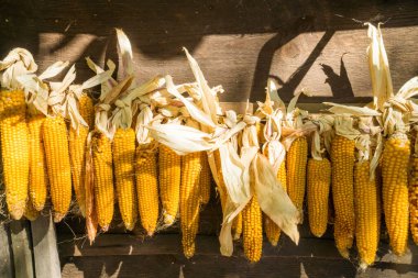 Çiftlikte portakallı tatlı mısır. Duvarda asılı kuru sarı mısır. Ukrayna. Yüksek kalite fotoğraf