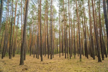 Sonbahar ormanı. Orman yolu sonbahar ormanından geçiyor. Güneşli bir günde güneşli bir ormanın sonbahar manzarası. Ukrayna. Yüksek kalite fotoğraf