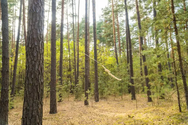 Sonbahar ormanı. Orman yolu sonbahar ormanından geçiyor. Güneşli bir günde güneşli bir ormanın sonbahar manzarası. Ukrayna. Yüksek kalite fotoğraf