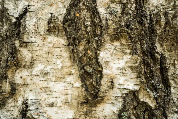 Bir huş ağacının kabuğunun pürüzlü desenli görüntüsü bir orman bölgesindeki eski bir gövdenin doğal kahverengi desenlerini gösteriyor. Yüksek kalite fotoğraf