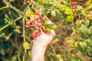 Rosa Canina, Avrupa 'da yükselen yaban gülü türü. Bitki geleneksel tıpta kullanılan kırmızı böğürtlen üretir ve yüksek vitamin meyvesi olarak tüketilir. Yüksek kalite fotoğraf