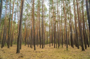 Sonbahar ormanı. Orman yolu sonbahar ormanından geçiyor. Güneşli bir günde güneşli bir ormanın sonbahar manzarası. Ukrayna. Yüksek kalite fotoğraf