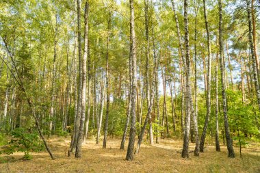 Altın ve yeşil yapraklı uzun huş ağaçlarından oluşan canlı bir sonbahar sahnesi. Ağaçlar, üzerinde parçalı bulutlu mavi bir gökyüzü bulunan yumuşak güneş ışığıyla aydınlatılıyor. Yüksek kalite fotoğraf