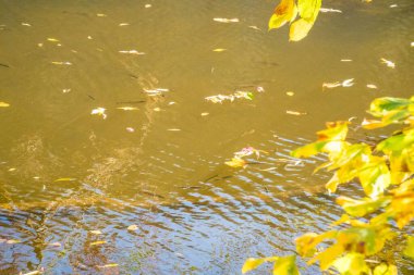 Balık soğuk sonbahar nehrinde sarı alçının arka planında Berunka 'da yüzer. Çek malı. Yüksek kalite fotoğraf