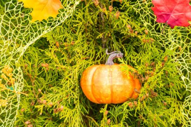 Yeşil arka planda çiçekler olan Cadılar Bayramı balkabağı. Jack Lantern balkabağı çiçeği buketi. Uzayı kopyala Yüksek kalite fotoğraf