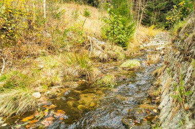 Fırtınalı sonbahar suları, Harrachov 'da yüksek ağaçlar ve kayalarla çevrili bir orman yolunda kayaların üzerinden taşar. Çek malı. Yüksek kalite fotoğraf