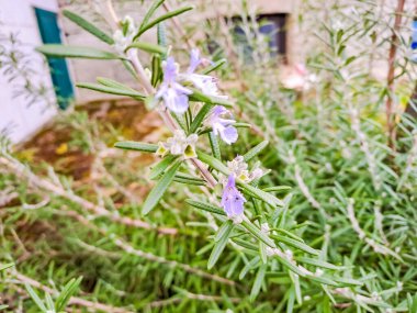 Sonbaharda bahçede çiçek açan biberiye çalısı. Pankart. Rosmarinus officinalis Lamiaceae var. Mavi çiçekli biberiye mutfaklı otlar, yakın plan. Baharat. Yüksek kalite fotoğraf
