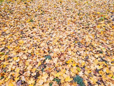 Güneşli sabah ışığında çimenlerin üzerine düşen sonbahar yaprakları, tonlu fotoğraf. Yüksek kalite fotoğraf
