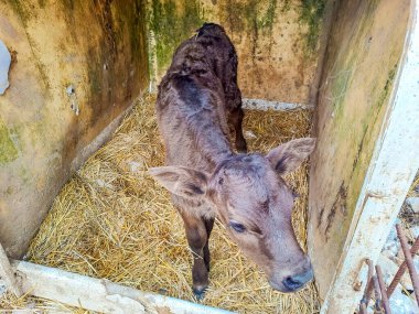 Çek Cumhuriyeti 'nin Karlstejn kasabası yakınlarındaki bir mandıra çiftliğinde buzağılar. Yüksek kalite fotoğraf