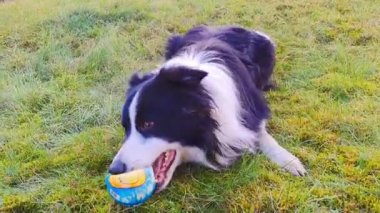 Bir sınır çobanı güneşli bir kış gününde yeşil çimlerde koşar. Köpeğin dişinde kırmızı bir top var, onunla oynuyor. Yüksek kaliteli FullHD görüntüler