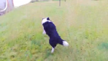Bir sınır çobanı güneşli bir kış gününde yeşil çimlerde koşar. Köpeğin dişinde kırmızı bir top var, onunla oynuyor. Yüksek kaliteli FullHD görüntüler