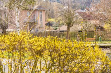 Genari veya Kore Altın Çanı, yağmurdan sonra Forsythia Koreana. Baharın başında. Yüksek kalite fotoğraf