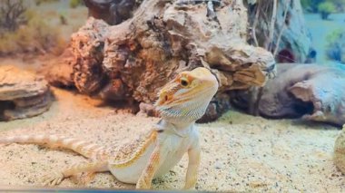 Kameraya bakan akvaryumdaki güzel bir iguananın profil portresi. Yüksek kaliteli FullHD görüntüler