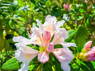 Beyaz pembe rhododendron modern bir bahçe peyzajında. Beyaz rhododendron çiçekli makro. Güzel beyaz rhododendron çiçekli makro. Beyaz yaprakların arka planı. Çiçek duvar kağıdı. Yüksek kalite fotoğraf.