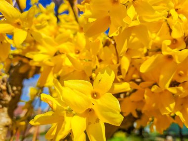 Forsythia çiçekleri, Altın Çan, Forsythia Sınırı Forsythia x intermedia, baharda açan avrupa çalı ağaçları. Yüksek kalite fotoğraf