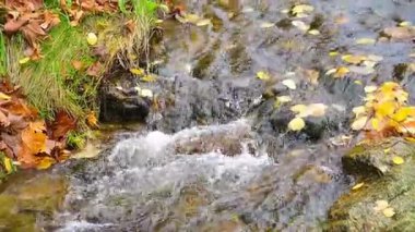 Huzurlu, rahatlatıcı, küçük bir dağ şelalesi, Çek Cumhuriyeti 'ni sakinleştiriyor. Yüksek kaliteli FullHD görüntüler