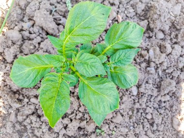 Baharda bahçede patates çalısı yakın plan seçici odak, sebze bahçesi, çiftlik. Yüksek kalite fotoğraf
