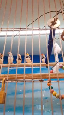 Bir evcil hayvan dükkanındaki kuş kafesinde papağanlar ve kanaryalar. Yüksek kaliteli FullHD görüntüler