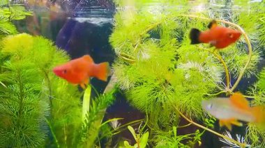 Çok güzel bir tatlı su akvaryumu, çeşitli bitkiler ve bir sürü balık. Büyük bir balık sürüsü olan tatlı su akvaryumu. Güzel akvaryum manzarası. su uzayı. Yüksek kaliteli FullHD görüntüler