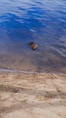 Nutria bir göletin kıyısına kadar yüzer. Bu hayvana coypu, su sıçanı, yarı su kemirgeni veya miyocastor coypus da denir. Yüksek kaliteli FullHD görüntüler