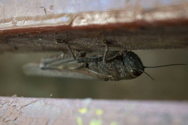 Kenarda oturan çekirgenin makro fotoğrafı. 