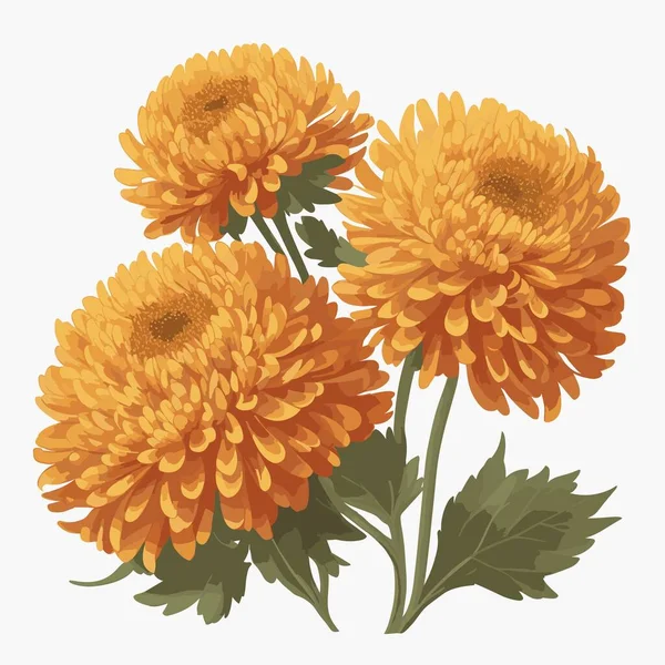 Paquet Fleur Chrysanthème Dans Style Vectoriel — Image vectorielle