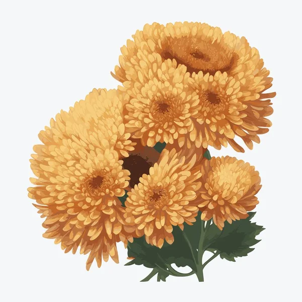 Pack Chrysanthemum Flower Vector Style — Stock Vector