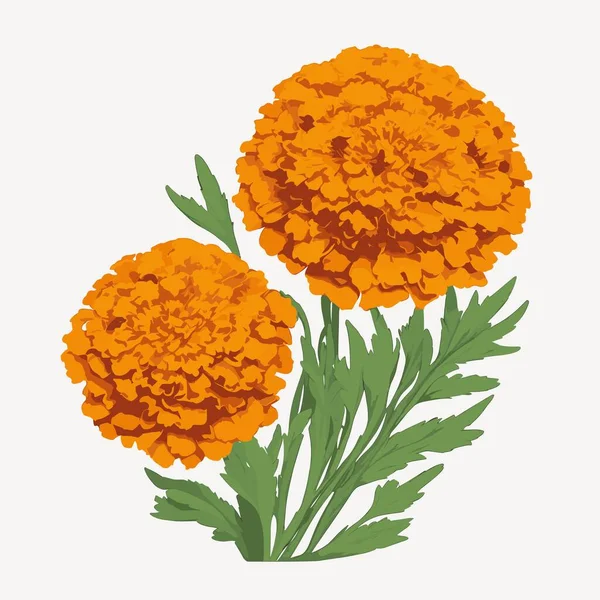 Paquet Fleur Souci Style Vectoriel — Image vectorielle