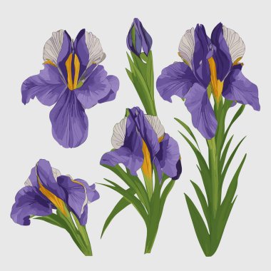 Beyaz arkaplanda yalıtılmış iris çiçeği seti