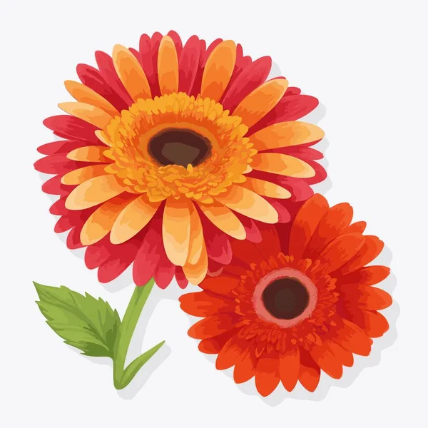 Gyönyörű Virág Gerberával Százszorszép — Stock Vector