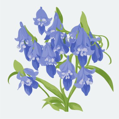 vektör biçiminde bir paket BlueBell çiçeği