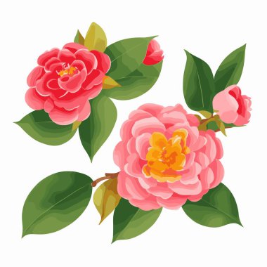 vektör biçiminde bir paket kamelya çiçeği