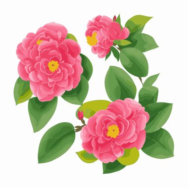 vektör biçiminde bir paket kamelya çiçeği