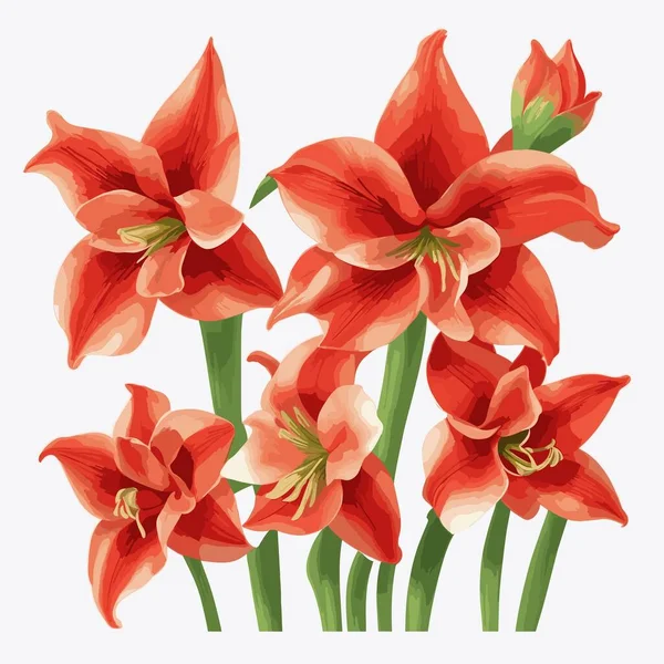 Paquet Fleurs Amaryllis Style Vectoriel — Image vectorielle