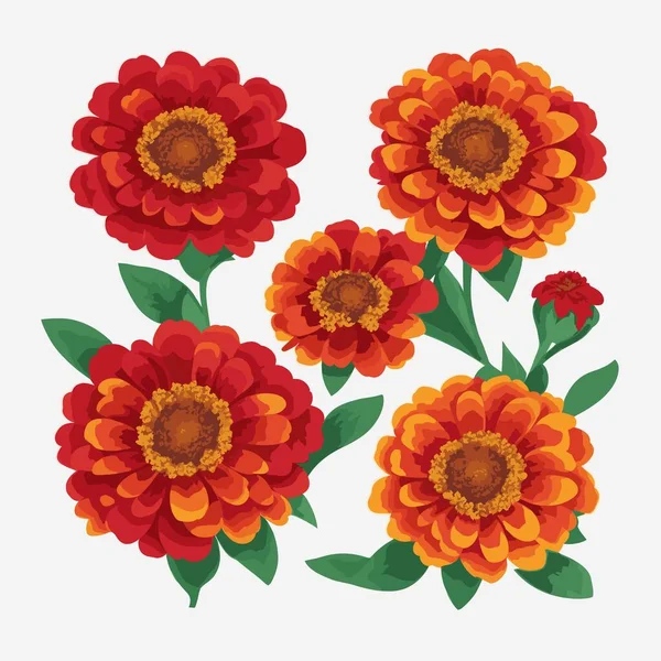Ένα Πακέτο Λουλούδια Zinnia Στυλ Διάνυσμα — Διανυσματικό Αρχείο