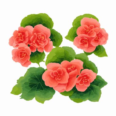 vektör biçiminde bir paket begonya çiçeği