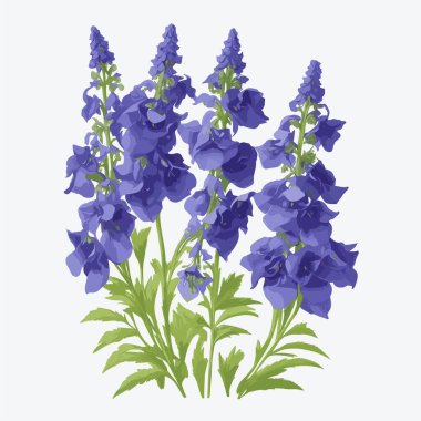 vektör biçiminde bir paket Delphinium çiçeği
