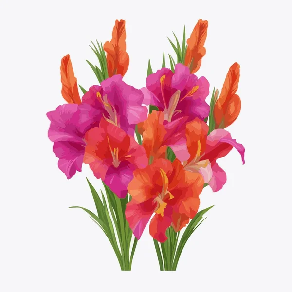 Pacote Flores Gladiolus Estilo Vetorial — Vetor de Stock
